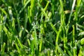 Dew on grass