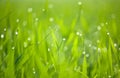Dew & grass background Royalty Free Stock Photo