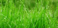 dew on the grass close up photo water droplets on green grass rain on the grass