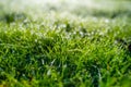 Dew on the grass at dawn. Bright sunshine and.fresh plants. Image for background and wallpaper. Royalty Free Stock Photo