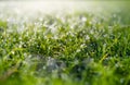 Dew on the grass at dawn. Bright sunshine and.fresh plants. Image for background and wallpaper. Royalty Free Stock Photo