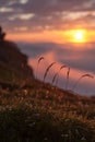 Drops of dew on the grass glows at sunset Royalty Free Stock Photo