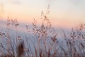 Dew on the grass glows at sunset Royalty Free Stock Photo