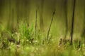 Dew on grass.