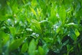 Dew on the grass. Morning foliage of green grass. Summer freshness. Royalty Free Stock Photo