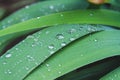 Dew on the grass. Morning foliage of green grass. Summer freshness. Royalty Free Stock Photo