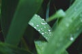 Dew on the grass. Morning foliage of green grass. Summer freshness. Royalty Free Stock Photo