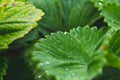 Dew on the grass. Morning foliage of green grass. Summer freshness. Royalty Free Stock Photo