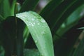 Dew on the grass. Morning foliage of green grass. Summer freshness. Royalty Free Stock Photo