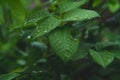 Dew on the grass. Morning foliage of green grass. Summer freshness. Royalty Free Stock Photo