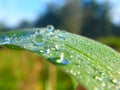 Dew on The Grass, Morning Royalty Free Stock Photo