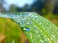 Dew on The Grass, Morning Royalty Free Stock Photo
