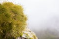 Dew grass in mountains Royalty Free Stock Photo