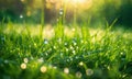 dew on the grass rays of the sun. Selective focus.