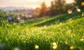 dew on the grass rays of the sun. Selective focus.