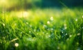 dew on the grass rays of the sun. Selective focus.