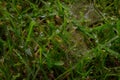 Dew on grass with small spiders web Royalty Free Stock Photo