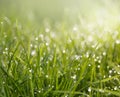Dew, grass and sun Royalty Free Stock Photo