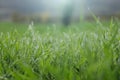 Dew on grass on a sunny Spring morning Royalty Free Stock Photo