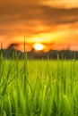 Dew grass sunset Royalty Free Stock Photo