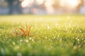 dew on grass under early morning sunlight Royalty Free Stock Photo