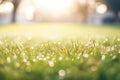 dew on grass under early morning sunlight Royalty Free Stock Photo