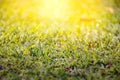 Dew on grass under the morning sunlight Royalty Free Stock Photo