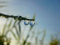 Dew and the grass, water droplets Royalty Free Stock Photo