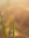 Dew on Grass in a winter morning Royalty Free Stock Photo