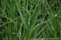 dew on green grass Royalty Free Stock Photo