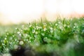 Dew on the green grass. Abstract background Royalty Free Stock Photo