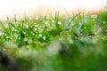 Dew on the green grass. Abstract background Royalty Free Stock Photo