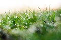 Dew on the green grass. Abstract background Royalty Free Stock Photo