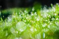 Dew on the green grass. Abstract background Royalty Free Stock Photo