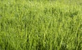 Dew on a green grass