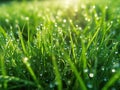 Dew on Green Grass in Sunlight, Morning Sun, Wet Lush Green Grass, Summer Lawn after Rain Royalty Free Stock Photo