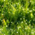 Dew on Green Grass in Sunlight, Morning Sun, Wet Lush Green Grass, Summer Lawn after Rain Royalty Free Stock Photo