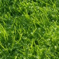 Dew on Green Grass in Sunlight, Morning Sun, Wet Lush Green Grass, Summer Lawn after Rain Royalty Free Stock Photo