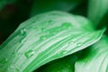 Dew on green leaf