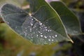 Large Green Leaf with Beautiful Fresh Raindrops Royalty Free Stock Photo