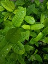 dew on green leaves in the morning looks very cool