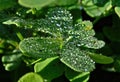 The dew on the green plant clover, drops on the plant Royalty Free Stock Photo