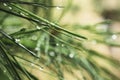 Dew on Green plant details tree leave Raining season Nature background Royalty Free Stock Photo