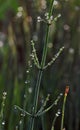 Dew on a horsetail