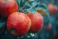 Dew-kissed Apples: Orchard Elegance. Concept Nature Photography, Fruit Harvest, Morning Light, Farm Royalty Free Stock Photo