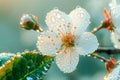 Dew-kissed blossom in morning light Royalty Free Stock Photo