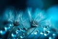 Dew-Kissed Dandelion Seeds - Delicate Nature Macro Against Turquoise Canvas Royalty Free Stock Photo