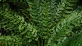 Dew-kissed fern leaves glistening close