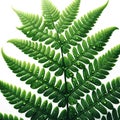 Dew-Kissed Fern Splendor, AI generated Royalty Free Stock Photo