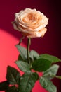 A dew-kissed peach rose blooms against a vivid red backdrop, its petals radiant and fresh Royalty Free Stock Photo